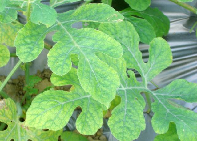 西瓜缺啥肥料?看图对照!怎么解决?答案来了!