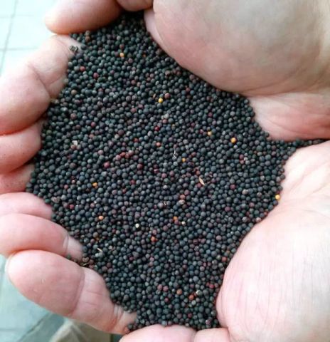 而有的则直接用手反复筛选   去掉油菜籽壳   直到全部留下乌黑发亮