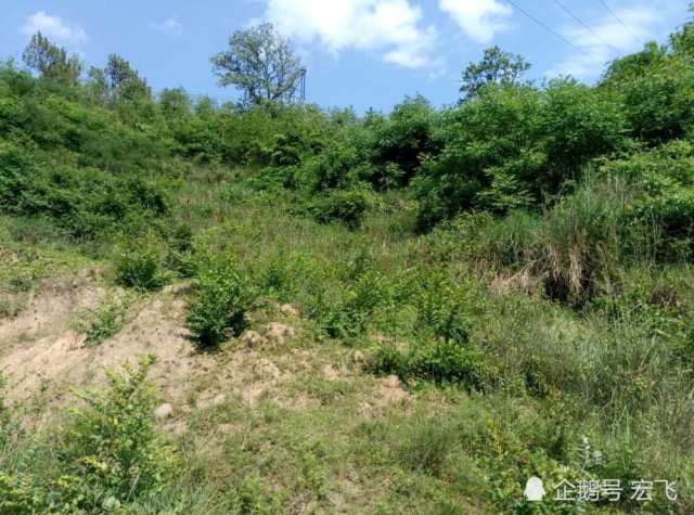 在我们这的野生白地莓,你有品尝过吗?