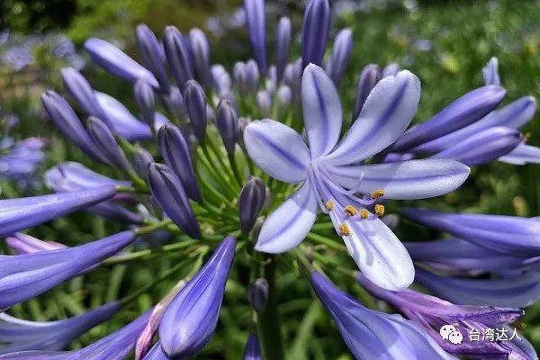 粉紫色花海盛开天使花爱情花浪漫绽放 腾讯网