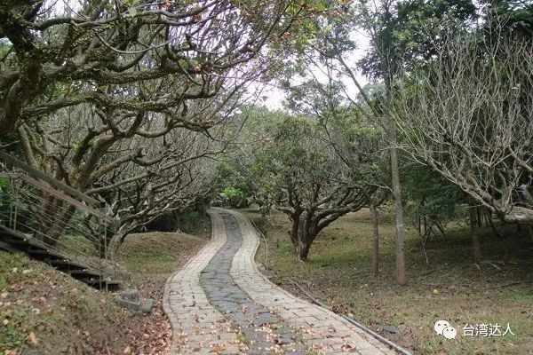 粉紫色花海盛开天使花爱情花浪漫绽放 腾讯网