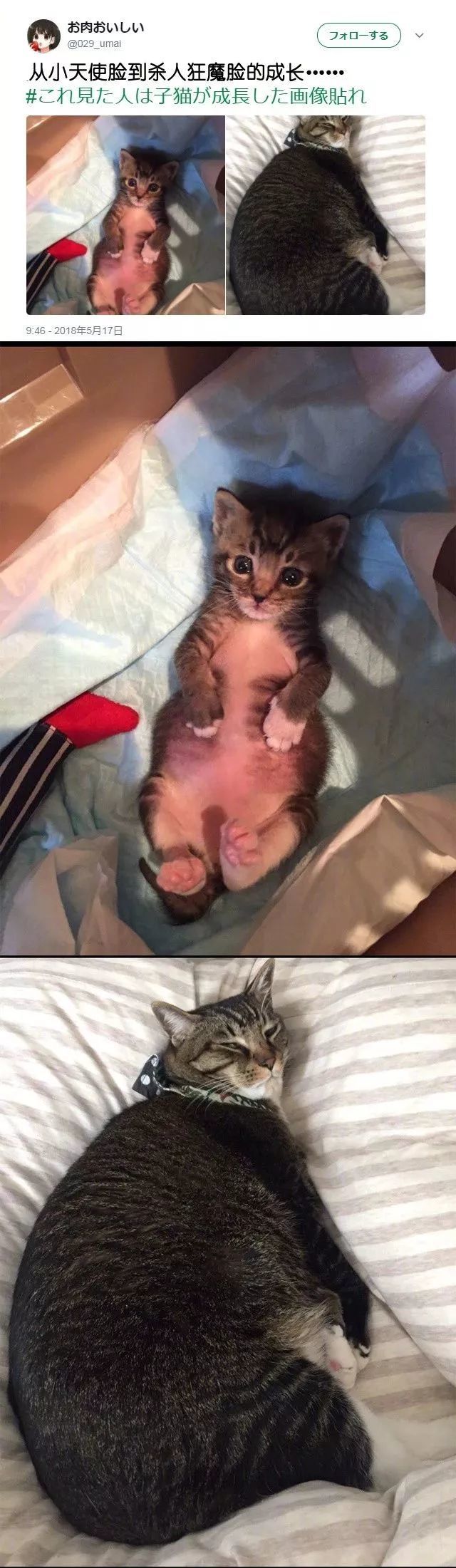 岁月是把杀猪刀 幻灭了多少可爱的猫咪天使酱 猫咪 猫主子