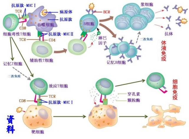 新型冠状病毒180:免疫,生理功能,免疫应答,白细胞