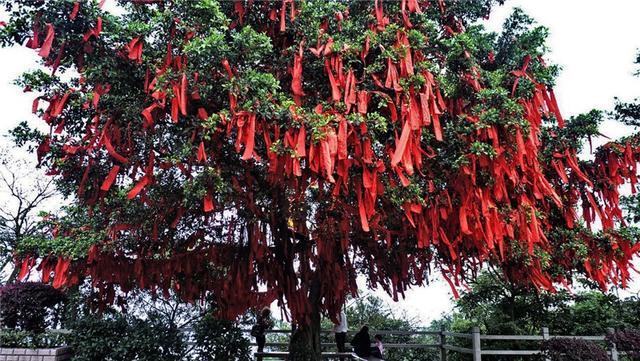 3 白云山摩星岭姻缘树