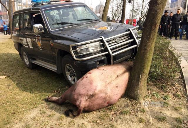 成都"疯牛"狂奔连伤4人 民警驾车将其撞飞(图)