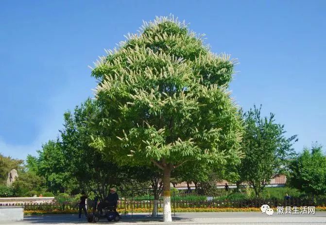 2016年5月,世界上现存唯一一株玄奘手植的娑罗树子树,经多年培育,成功