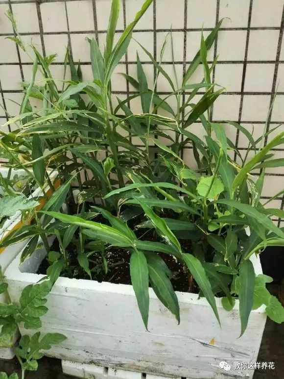 教你1招,在家就能种生姜盆栽,比富贵竹好看!