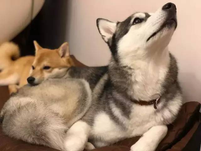 柴犬恋上哈士奇,非得靠在二哈屁屁上,才睡得香