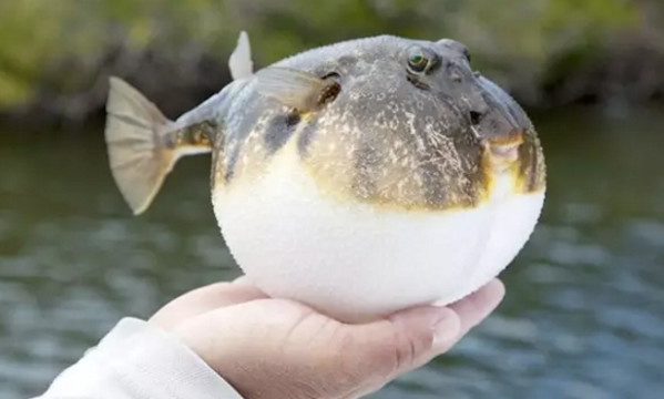 日本人钟爱吃河豚刺身 难道不知河豚有剧毒 网友 日本人胆子真大