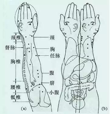 不可不看:针灸,按摩全息之精髓(全身投影图)