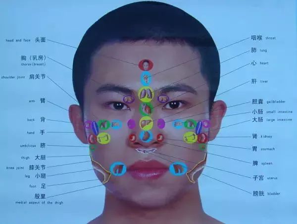 耳部全息图5,眼睛全息图4,手部全息图3,手掌骨全息图2,头部全息图鱼际
