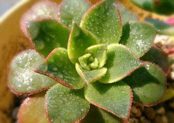 家居必备多肉植物之红缘莲花掌