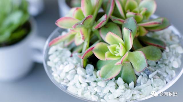 怪不得多肉总烂根 原来是用了这种土 腾讯新闻