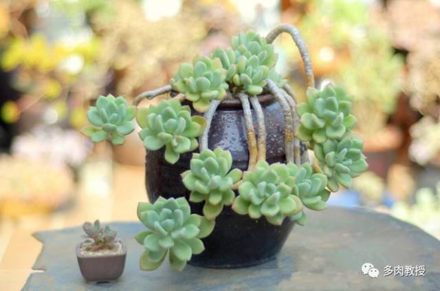 怪不得多肉总烂根 原来是用了这种土 腾讯新闻