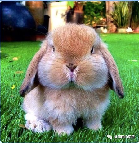 震惊!西班牙原来是兔子国?