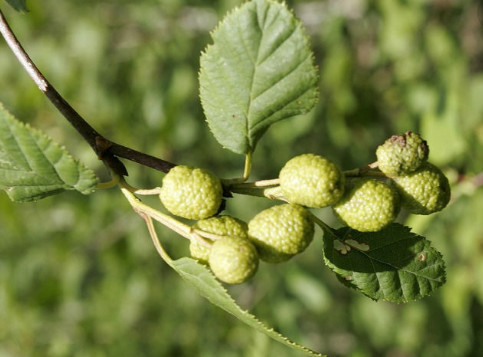 农村这种野菜曾是最早的叶芽野菜 自然清香 如今是国家保护植物