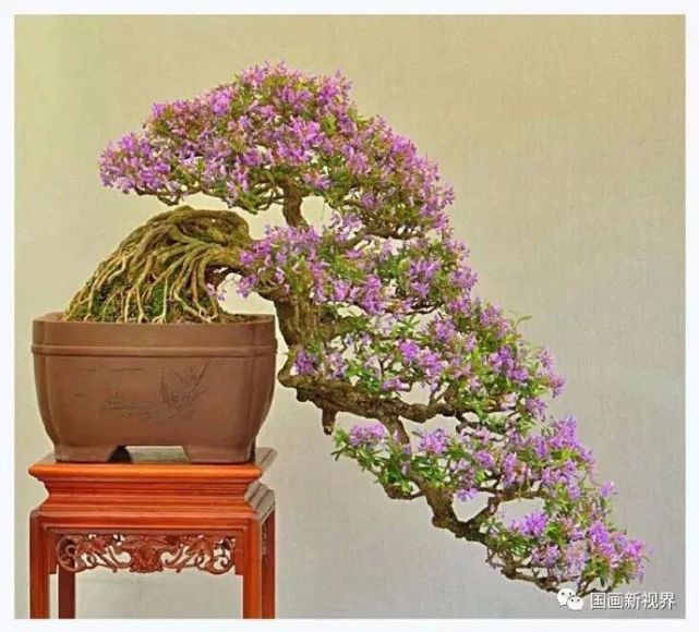 世界顶级盆景,太美啦!