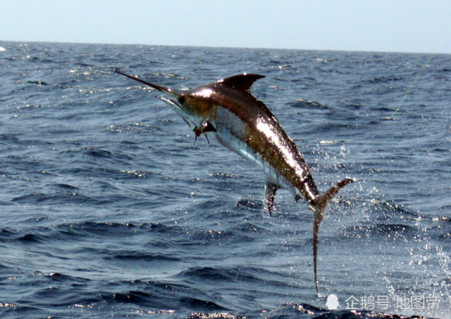 鲨鱼最怕的杀手剑旗鱼,在索马里当盘中餐