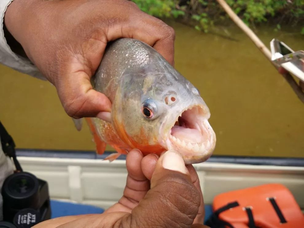 食人魚 張勁碩供圖