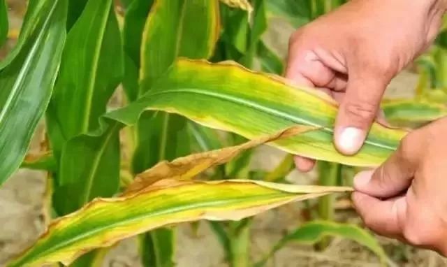 花园管家玉米缺肥都有啥表现