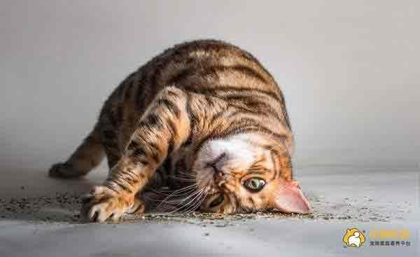 腾讯内容开放平台