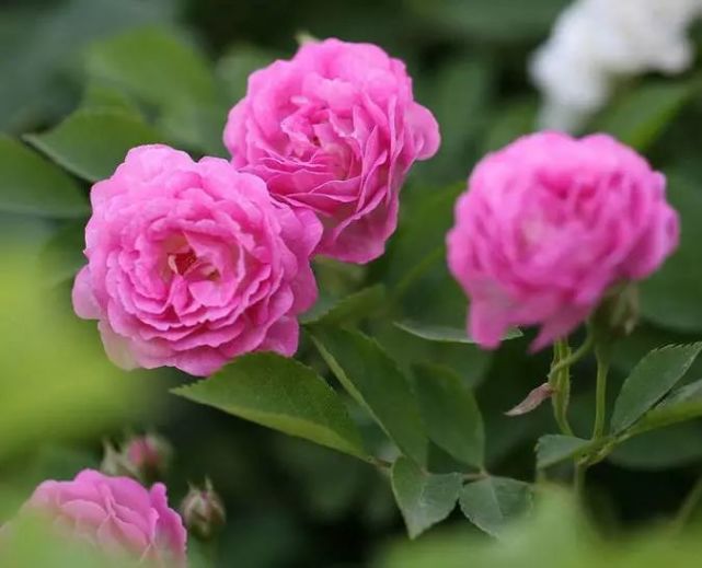 蔷薇花平凡景 腾讯网