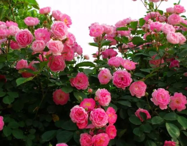 美图丨蔷薇花 蔷薇 蔷薇科 野蔷薇