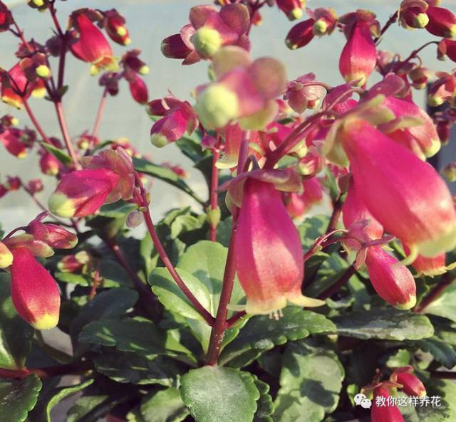 这种长寿花今天特流行 花开时挂满100个灯笼 人见人爱 腾讯新闻