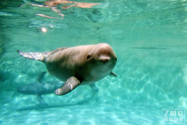 江豚是一种小型鲸类,体型似鱼,在西太平洋,印度洋,日本海和中国沿海等