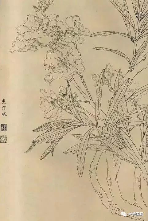 白描畫百花圖譜大全,精心整理!