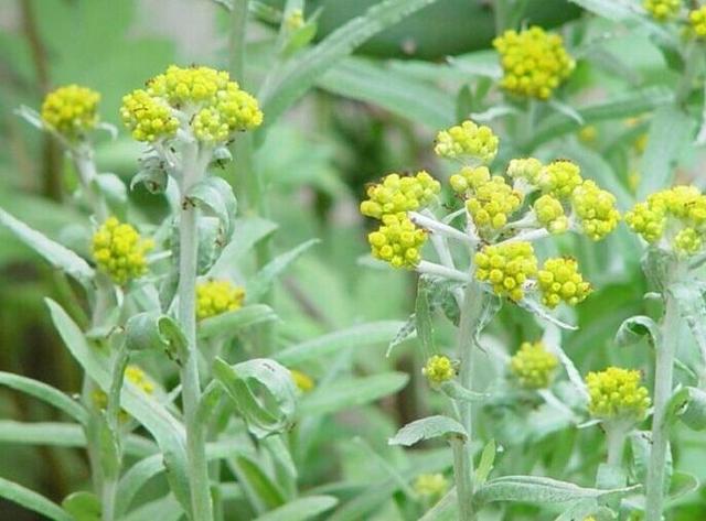 鼠曲粿闽南酬神必备供品