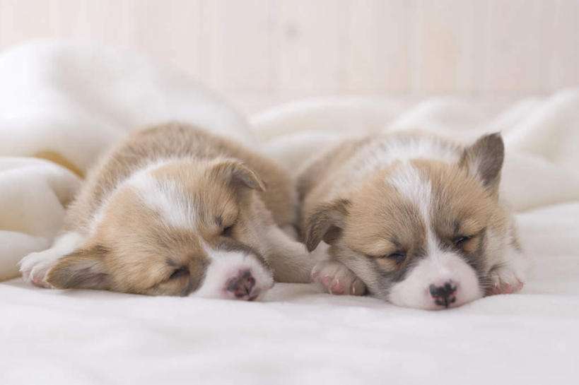 睡眠对狗狗的重要性 腾讯新闻