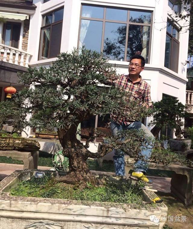 动辄百万的罗汉松为何如此稀贵