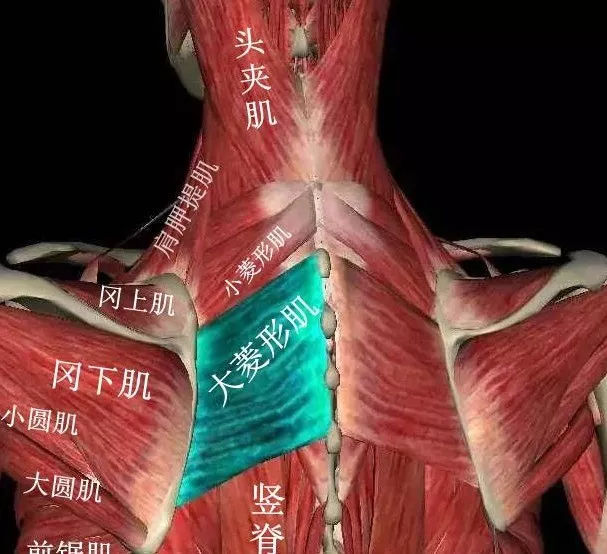 恼人的肩胛背区疼痛是什么惹的祸?