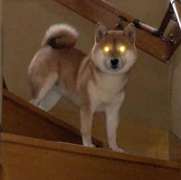 狗在黑夜会眼冒金光俗称钛合金眼到底是什么原因造成的