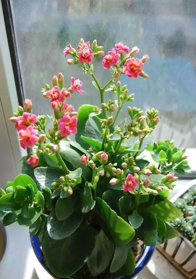 适合在室内养,且容易养活的10种开花植物!
