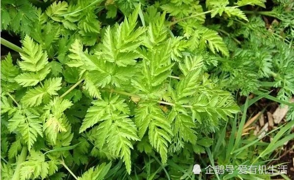 它一般生于向阳草地及溪边 成片生长 是人们喜欢吃的一种山野菜 脾胃虚寒 风湿