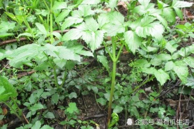 它一般生于向阳草地及溪边 成片生长 是人们喜欢吃的一种山野菜 脾胃虚寒 风湿