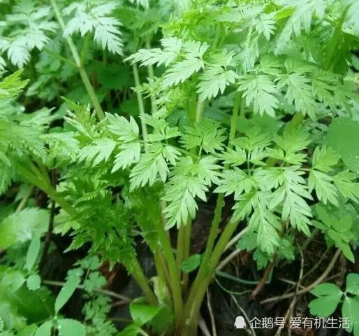 它一般生于向阳草地及溪边 成片生长 是人们喜欢吃的一种山野菜 脾胃虚寒 风湿