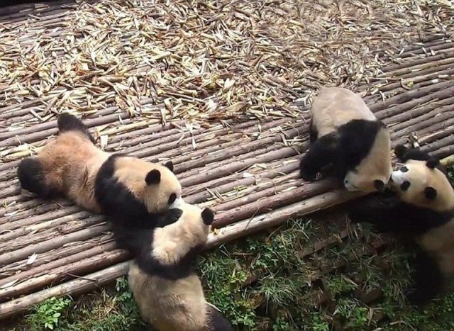 外媒摄影师拍熊猫打群架画面