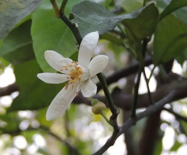 所以它的花語就是-新鮮.檸檬花(lemon)就是檸檬樹體上開