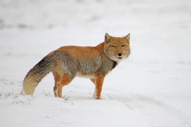 什么 狐和狸竟然是两种动物 原来我们一直都错误的叫了那么多年 Firefox 沙狐 藏狐