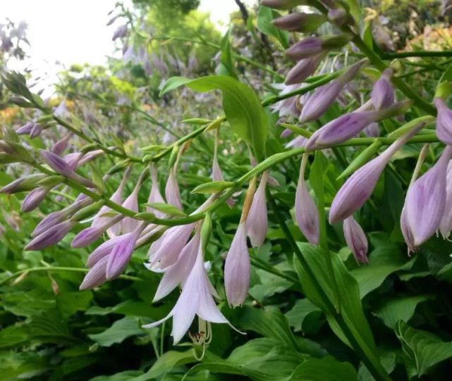 玉簪花花語:恬靜,寬和玉簪是天門冬科玉簪屬的多年生宿根植物.