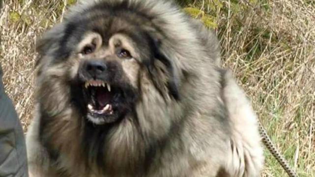 高2米重150斤高加索犬咬伤主人朋友 曾多次被投诉 主人称有感情不舍送走