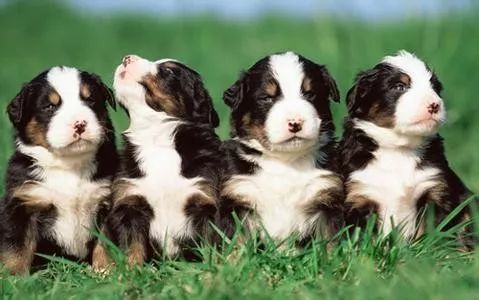 狗狗为什么会发生细小病菌?