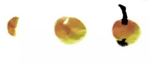 画法|跟着徐湛老师学写意：枇杷的画法