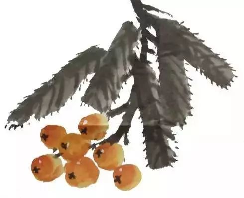 画法|跟着徐湛老师学写意：枇杷的画法