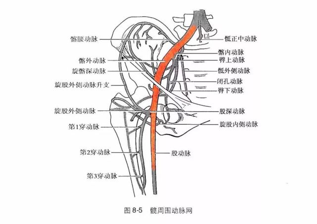 颈动脉股动脉的位置图图片