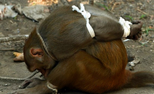 村民从山上捉了只猴子,五花大绑关进笼里,可怜模样让人好心疼