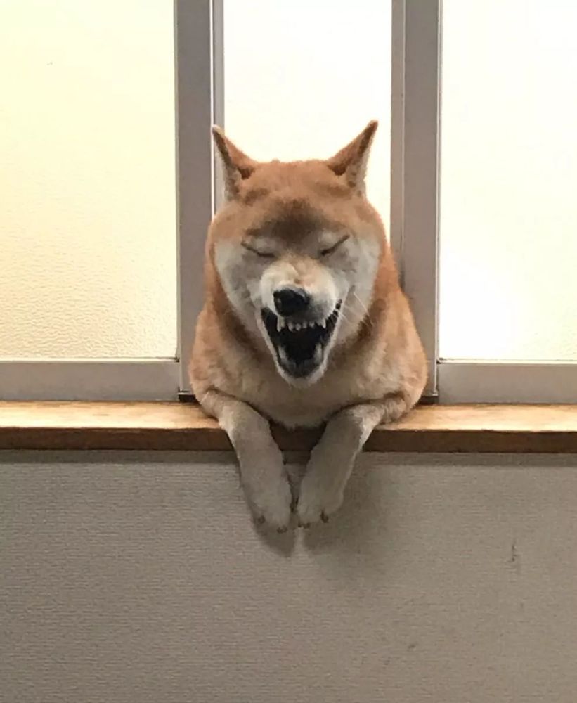 养柴犬需谨慎,毕竟他们是一种天生就会武术的狗